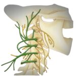 Plexo cervical
