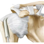 Articulaciones de la cintura pectoral