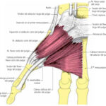 Músculos de la eminencia tenar