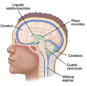 Plexos coroideos de los ventrículos cerebrales