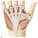 Fascias del antebrazo y de la mano