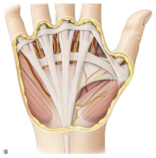Fascias del antebrazo y de la mano