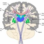 Sustancia gris del prosencéfalo