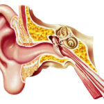 Conducto Auditivo Externo