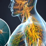 Centros autónomos del sistema nervioso central