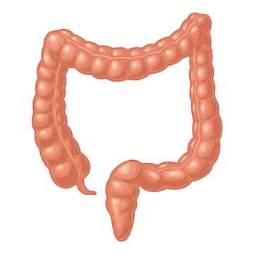 Anatomía del Intestino grueso