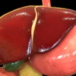 Relaciones anatómicas del hígado