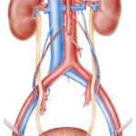 Anatomía del uréter