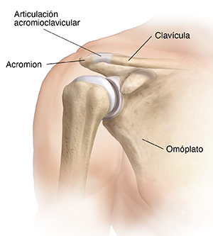 Articulación acromioclavicular