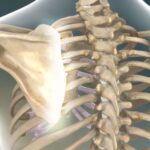 Ligamentos propios de la escápula