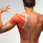 Músculos que unen la cintura pectoral al húmero y al tronco