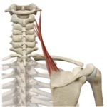 Músculo elevador de la escápula