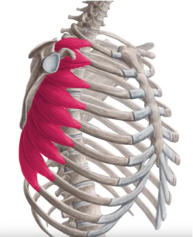 Músculo serrato anterior