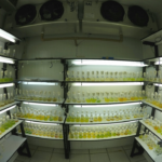 Banco y almacenamiento de microorganismos