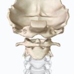 Articulaciones sinoviales de la cabeza
