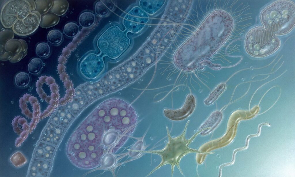 Clasificación bacteriana