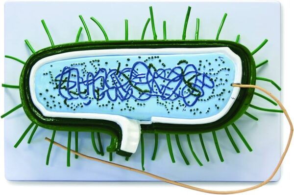 Estructuras citoplasmáticas bacterianas