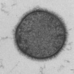 Estructuras externas de las bacterias