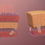 Pared celular bacteriana