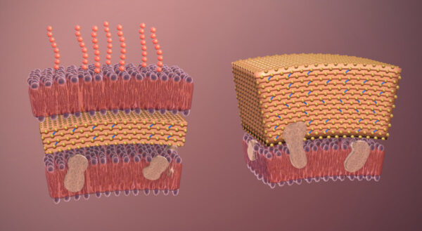 Pared celular bacteriana