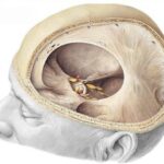 Tienda del cerebelo (tentorio)