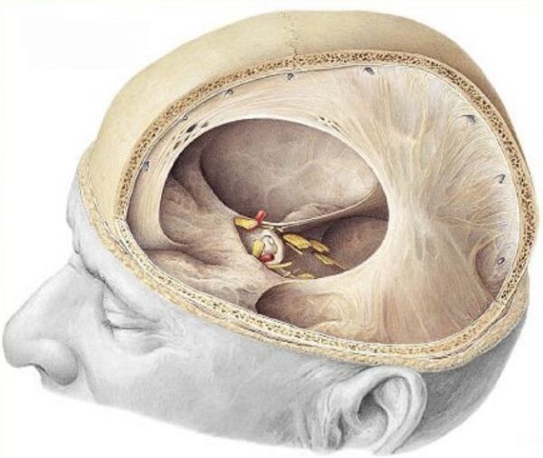 Tienda del cerebelo (tentorio)