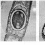 Endosporas bacterianas