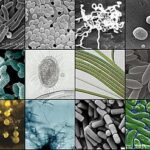 Diagnóstico diferencial en las enfermedades infecciosas