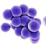 Staphylococcus y Cocos Grampositivos Relacionados
