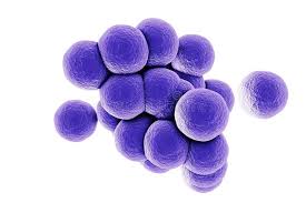 Staphylococcus y Cocos Grampositivos Relacionados