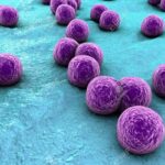 Fisiología y Estructura de los Estafilococos