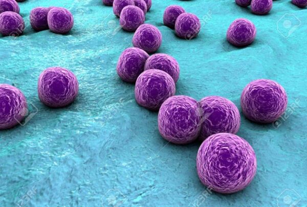 Fisiología y Estructura de los Estafilococos