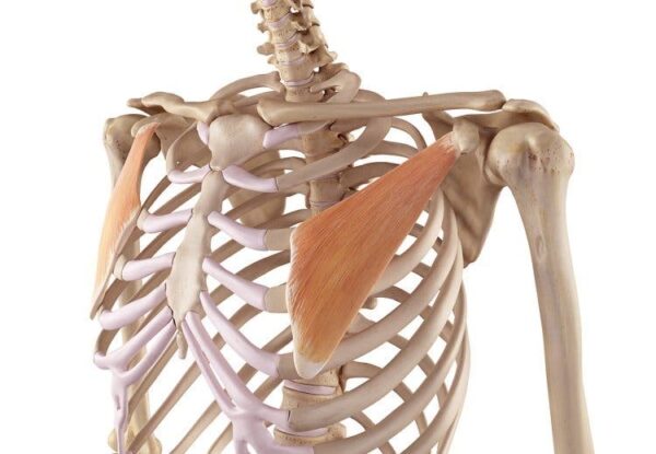 Músculo pectoral menor