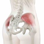 músculo glúteo medio