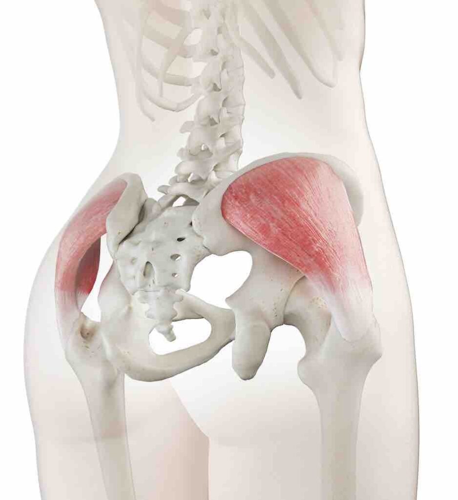 músculo glúteo medio