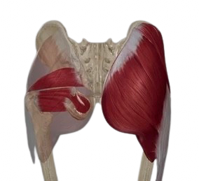 Músculo glúteo menor