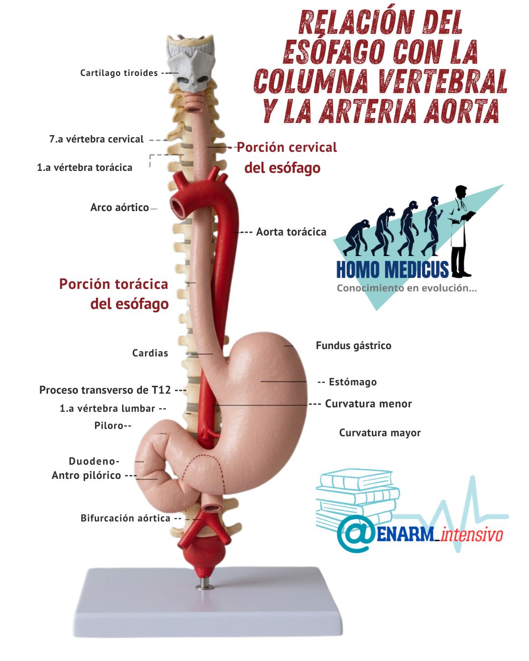 Relaciones del esófago con la columna vertebral y la arteria aórtica