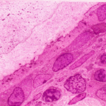 Origen y potencial de diferenciación de las células osteoprogenitoras