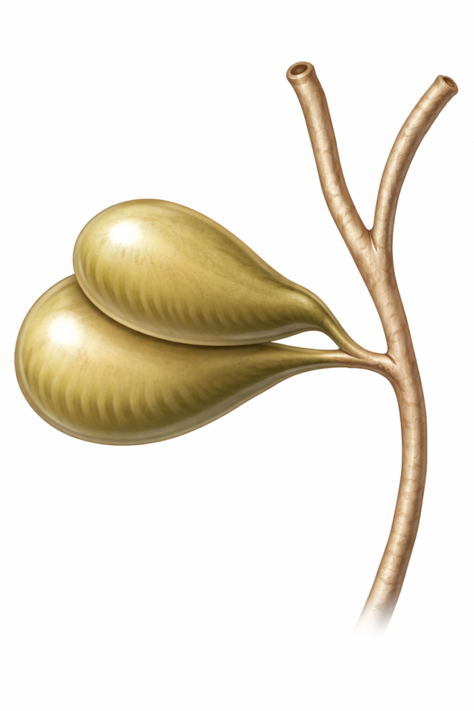 Vesícula biliar doble