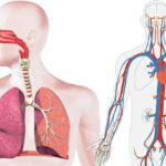 Integración entre inspiración y circulación