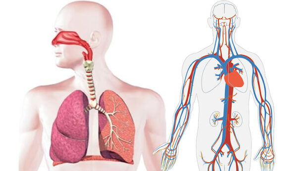 Integración entre inspiración y circulación