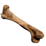 Organización general de la superficie ósea