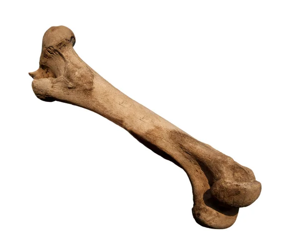 Organización general de la superficie ósea