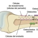Células de revestimiento óseo