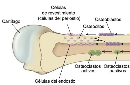 Células de revestimiento óseo