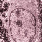 Naturaleza celular y diferenciación del osteocito