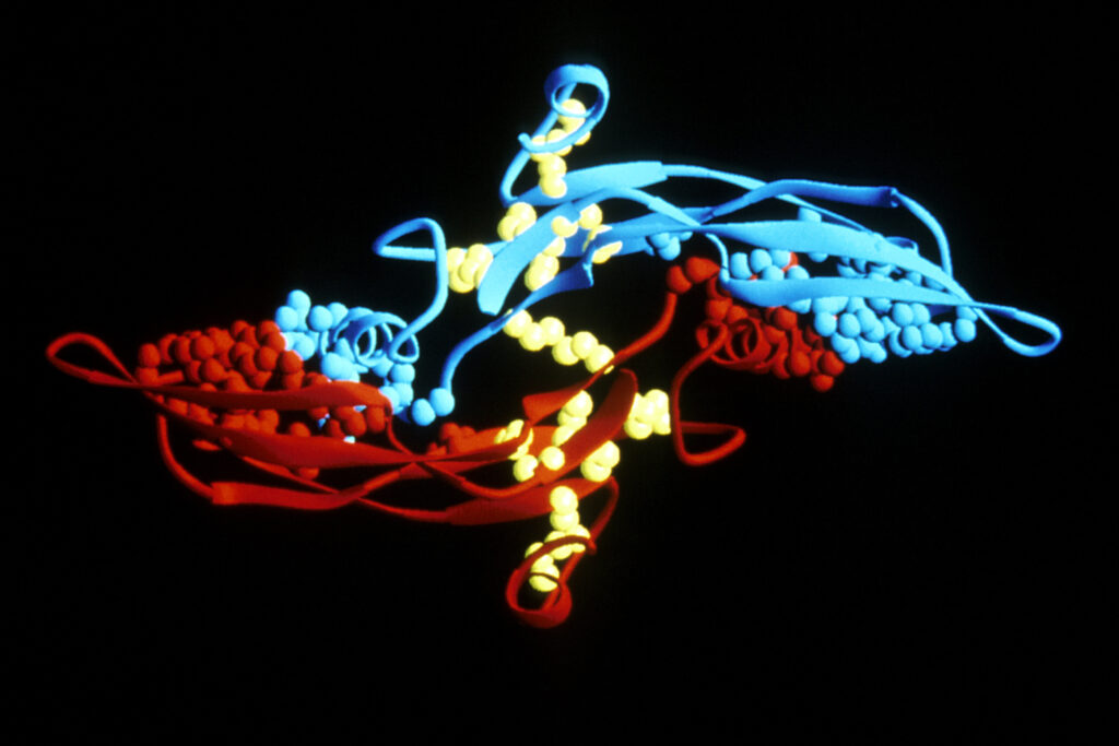 La superfamilia del Factor de Crecimiento Transformante Beta y su papel en el desarrollo y mantenimiento óseo