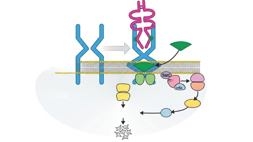 Agonistas del receptor de trombopoyetina en trombocitopenia por neoplasias hematológicas