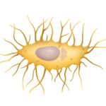 Función de los osteocitos