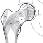 Adaptación del hueso a las cargas mecanicas